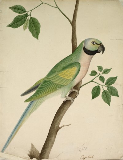 Papagaio verde, c. 1820 de Unbekannt