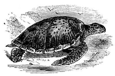 Tartaruga verde Chelone mydas, c1890 de Unbekannt