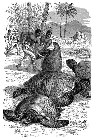 Tartaruga-verde sendo capturada por caçadores, 1884 de Unbekannt