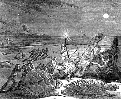 Tartarugas verdes e tartarugas cabeçudas capturadas na costa de Cuba, 1832 de Unbekannt