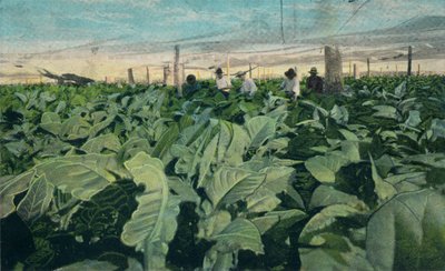 Tabaco crescente, Cuba, 1909 de Unbekannt