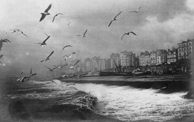 Gaivota em Brighton, East Sussex, início do século XX de Unbekannt
