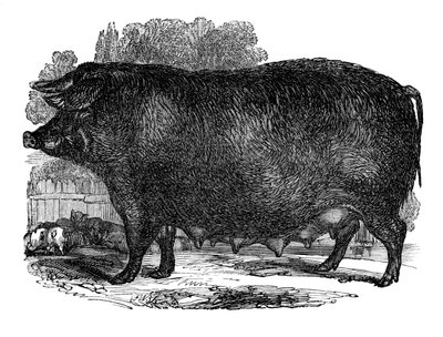 Porca de Hampshire, 1848 de Unbekannt