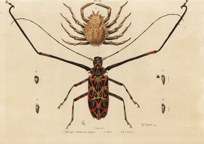 Escaravelho-arlequim, Acrocinus longimanus 1, e caranguejo-aranha europeu, Maja squinado 2, Macropo (arlequim de Cayenne), maia, maillots de Unbekannt