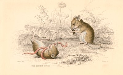 Colheita de ratos Micromys minutus do Velho Mundo, 1828 de Unbekannt