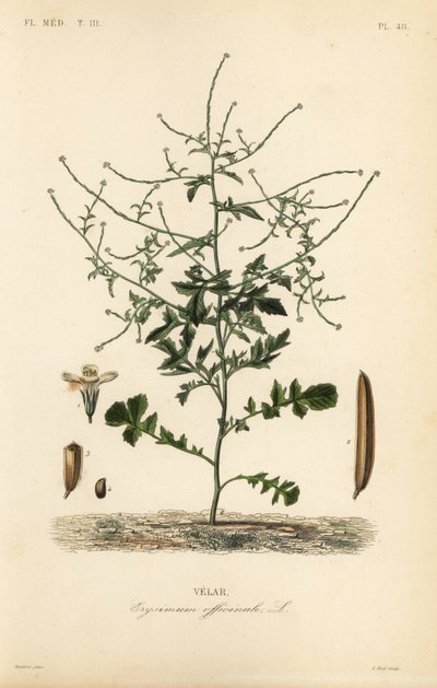 Mostarda de sebe, Sisymbrium officinale, Erysimum officinale, Velar de Unbekannt