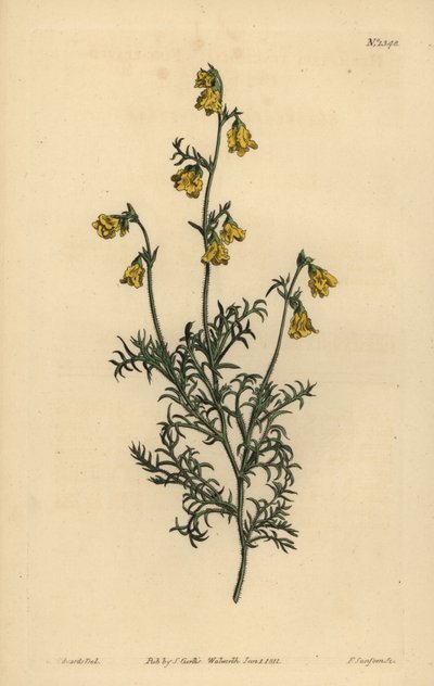 Hermannia confusa (Hermannia de folhas finas, Hermannia tenuifolia) de Unbekannt