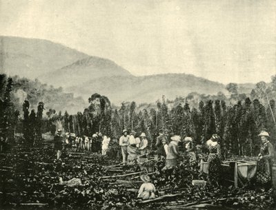 Colheita de lúpulo na Tasmânia, 1901. de Unbekannt