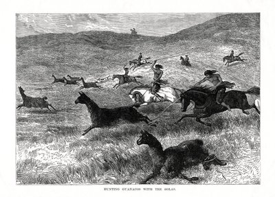 Caçando Guanacos com os Bolas, América do Sul, 1877 de Unbekannt