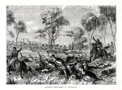Caçando cangurus, Austrália, 1877 de Unbekannt
