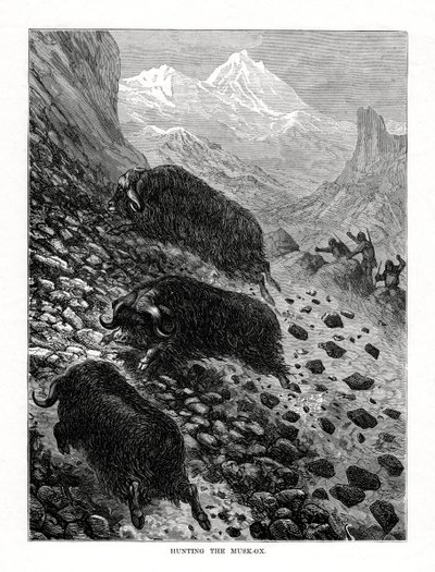 Caçando o boi-almiscarado, 1877 de Unbekannt