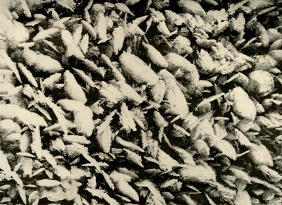 Cristais de gelo no telhado da varanda da cabana, c1908, 1909 de Unbekannt