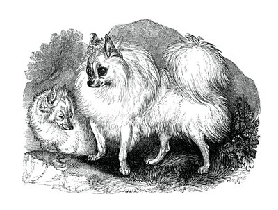 Cão da Islândia, 1848 de Unbekannt