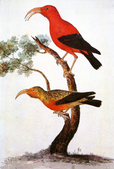 Ilustração/Iiwi/Iwi/Scarlet Honeycreeper/Scarlet Hawaiian Honeycreeper de Unbekannt