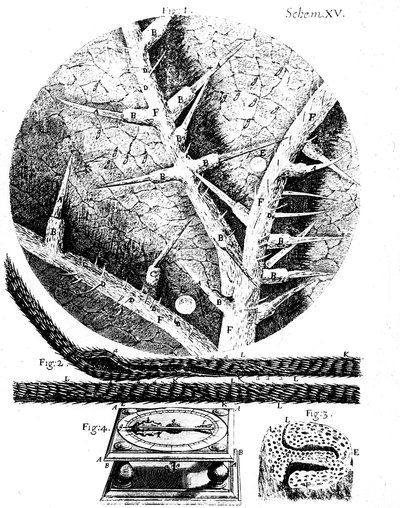 Ilustrações do microscopista inglês Robert Hookes Micrographia, 1665 de Unbekannt