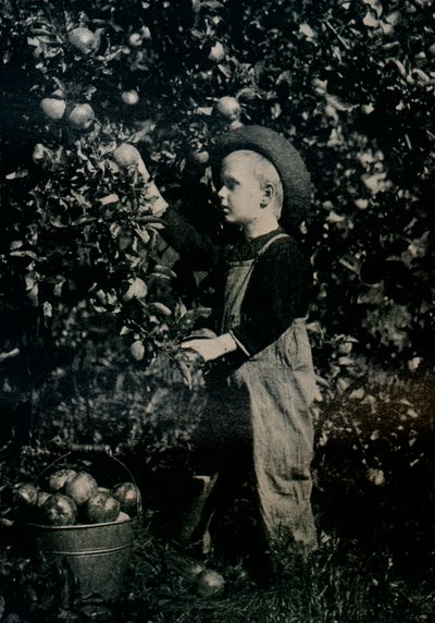 Em um dos pomares frutíferos de Ontaarios, c1934 de Unbekannt