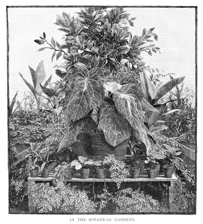 Nos jardins botânicos, 1886 de Unbekannt
