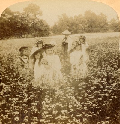 No campo da margarida: Flowret doce da clareira rural, 1896. de Unbekannt