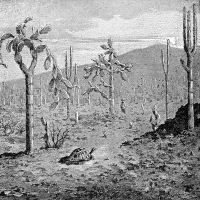 Ilha Indefatigable, arquipélago de Galápagos, 1895 de Unbekannt