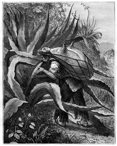 Pulque extrator indiano, México, século XIX de Unbekannt