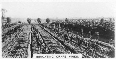 Irrigação de videiras, Austrália, 1928 de Unbekannt