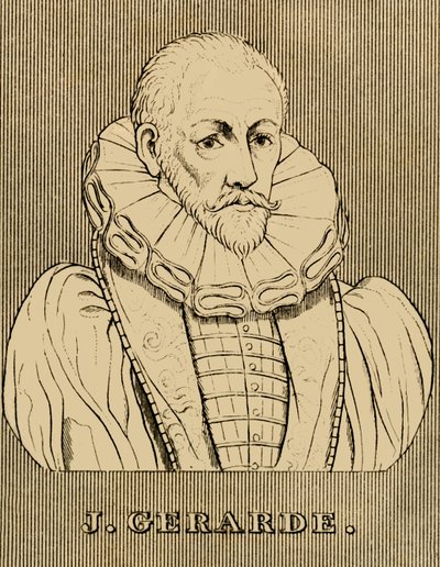 J. Gerarde, c 1545-1612, 1830. de Unbekannt