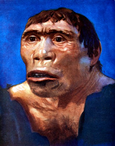 Homem Java Pithecanthropus erectus de Unbekannt