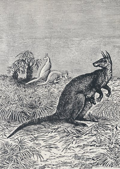 Canguru, 1924 de Unbekannt