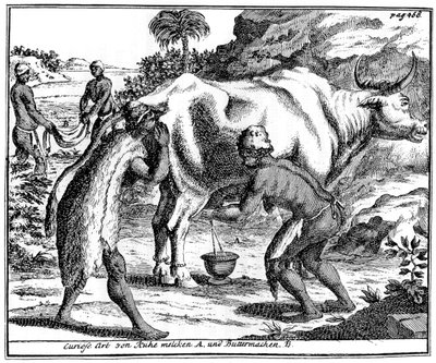 Vacas leiteiras Khoikhois e fabricação de manteiga, África do Sul, século XVIII 1931 de Unbekannt
