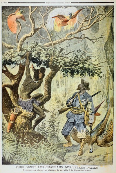Matando Aves do Paraíso, Nova Guiné, 1908 de Unbekannt