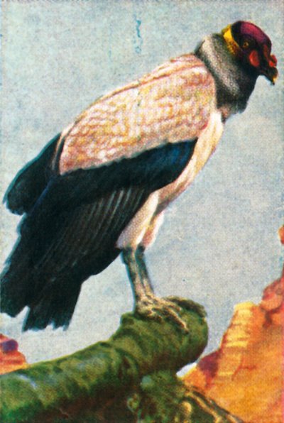 Abutre-rei, c1928. de Unbekannt