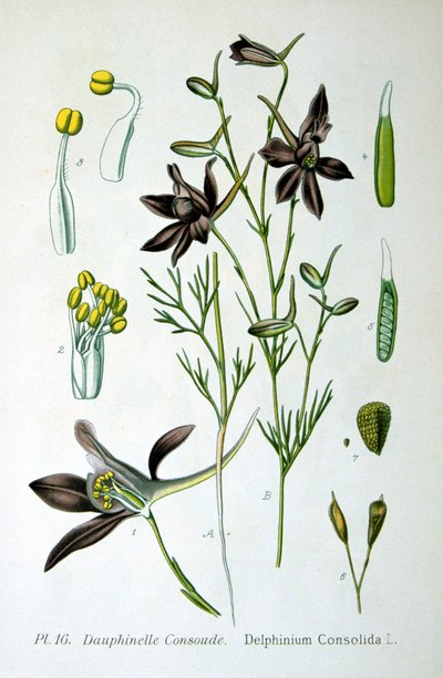 Larkspur, 1893 de Unbekannt