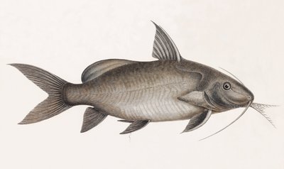 Le Pimelode Scheilan, fechar de Unbekannt