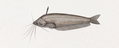 Le Silure Oudnei, feche de Unbekannt