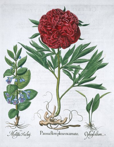 Erva-cidreira, Peônia e samambaia língua de víbora, 1613 de Unbekannt