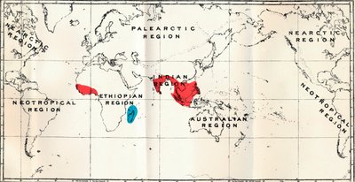 Lemuroidea - III. Mapa, mostrando a distribuição da família Chiromyidae e das subfamílias de Unbekannt