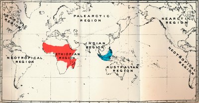 Lemuroidea - II. Mapa, mostrando a distribuição do azul de Tarsiidae e vermelho de Galaginae, 1897 de Unbekannt