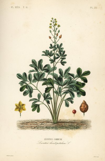 Leontice, Leontice leontopetalum, Leontice commune de Unbekannt