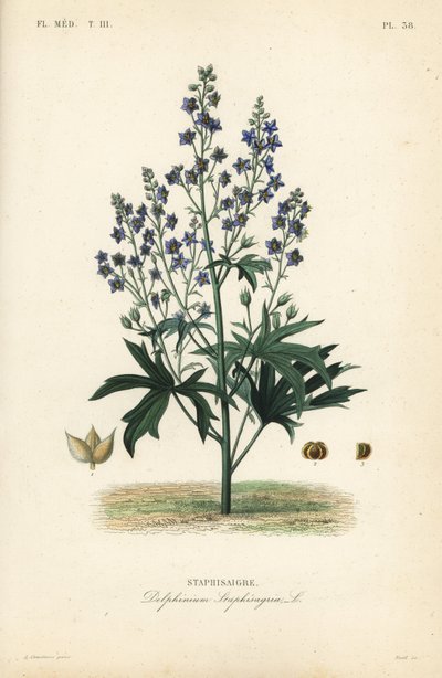 Lice-bane ou stavesacre, Delphinium staphisagria, Staphisaigre de Unbekannt
