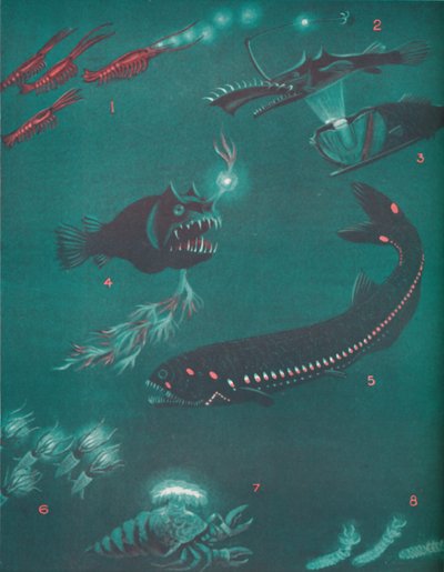 Vida meia milha abaixo da superfície do mar, 1935 de Unbekannt