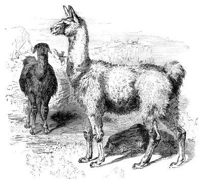 Lamas, c1880 de Unbekannt