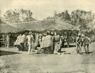 Carregando Camelos, em uma Estação Australiana, 1901. de Unbekannt