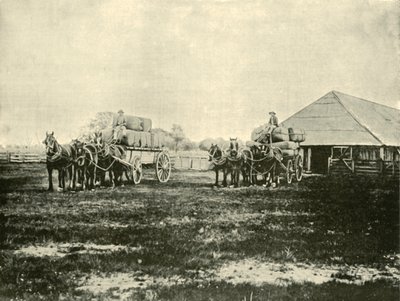 Carregando Lã, Estação Warrawooh, Wimmera, 1901. de Unbekannt