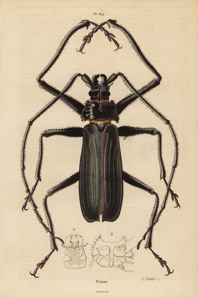 Escaravelho Macrotoma hayesii de Unbekannt