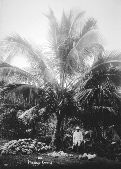 Fazendo copra, Ilhas Salomão, Fiji, 1905 de Unbekannt