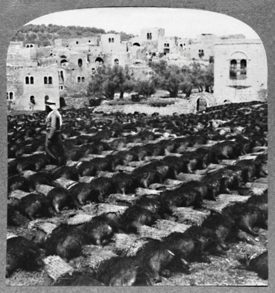 Fazendo garrafas de vinho, Hebron, c1900 de Unbekannt