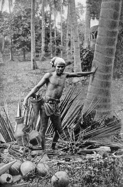 Malaio coletando o vinho doce da árvore toddy, 1922 de Unbekannt