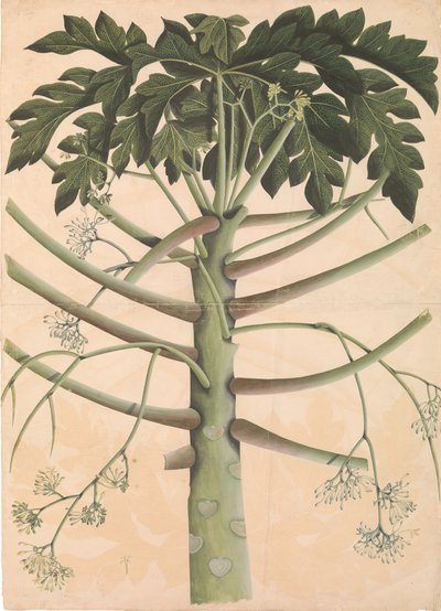 Mamão macho, ca. 1790-1800. de Unbekannt
