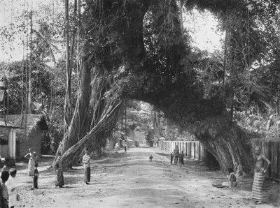 Pitoresca figueira velha Ficus indica na rua Clombo-Galle, perto de Kalutara, 1926 de Unbekannt