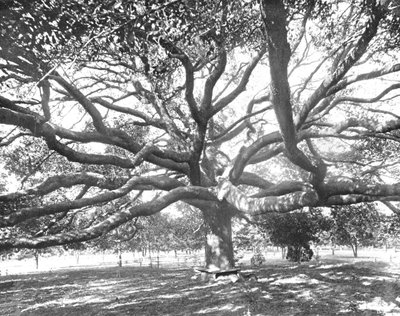 Mammoth Live Oak, perto de Jacksonville, Flórida, EUA, c1900. de Unbekannt